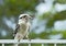 Kookaburra Sitting on a railing