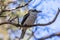 Kookaburra sitting in a tree on a branch looking sideways