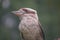 Kookaburra is terrestrial tree kingfishers of the genus Dacelo native to Australia and New Guinea