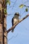 Kookaburra in a tree