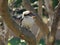 Kookaburra in tree Australian wildlife