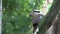 Kookaburra in a tree jumping to an other branch