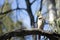 Kookaburra, Wilpena Pound, Ikara-Flinders` Ranges National Park, SA, Australia