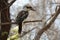 kookaburra - yanchep - australia