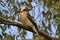 Kookaburra in Yanchep National Park, Perth