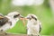 Kookaburras fighting for food during the day.