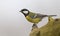 Koolmees, Great Tit, Parus major