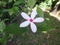 Kopsia fruticosa flower.
