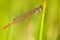 Koraaljuffer, Small red damselfly, Ceriagrion tenellum