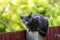 Korat cat, gray cat, sitting on the fence