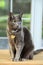 Korat Cat Sitting on Table