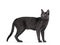 Korat cat on white background