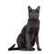 Korat cat on white background