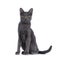 Korat cat on white background