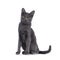 Korat cat on white background