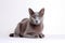 Korat Cat On White Background. Generative AI