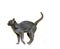 Korat Domestic Cat