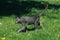 KORAT DOMESTIC CAT, ADULT WALKING ON GRASS