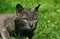 Korat Domestic Cat Portrait of Adult