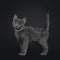 Korat kitten on black background