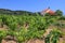 Korcula vineyard in Croatia