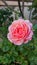 Kordes Jubilee Rose, beautiful large rose flower pink orange rose with sweet fresh aroma