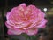 Kordes Jubilee Rose,two tones petals,beautiful