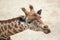 Kordofan giraffe