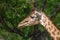 Kordofan giraffe or camelopardalis antiquorum