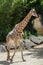 Kordofan giraffe (Giraffa camelopardalis antiquorum)