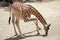 Kordofan giraffe (Giraffa camelopardalis antiquorum)