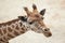 Kordofan giraffe (Giraffa camelopardalis antiquorum)