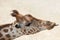 Kordofan giraffe (Giraffa camelopardalis antiquorum)