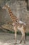 Kordofan giraffe (Giraffa camelopardalis antiquorum)