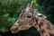 Kordofan giraffe (Giraffa camelopardalis antiquorum)