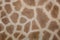 Kordofan giraffe (Giraffa camelopardalis antiquorum). Skin texture.