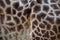 Kordofan giraffe (Giraffa camelopardalis antiquorum). Skin texture.