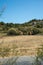 Kordofan Giraffes Giraffa Camelopardalis Antiquorum Grazing and Walking in Sigean Wildlife Safari Park on a Sunny Spring Day in