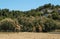 Kordofan Giraffes Giraffa Camelopardalis Antiquorum Grazing and Walking in Sigean Wildlife Safari Park on a Sunny Spring Day in