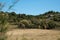 Kordofan Giraffes Giraffa Camelopardalis Antiquorum Grazing and Walking in Sigean Wildlife Safari Park on a Sunny Spring Day in