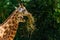 Kordofan`s giraffe in captivity at the Sables Zoo in Sables d`Olonne