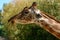 Kordofan`s giraffe in captivity at the Sables Zoo in Sables d`Olonne