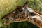 Kordofan`s giraffe in captivity at the Sables Zoo in Sables d`Olonne
