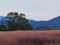 Korea Busan Daereungwon Tomb Complex Pink Muhly Grass Muhlenbergia Capillaris Nature Plants Flower Meadow Field