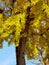 Korea Nature Autumn Trees Landscape Outdoor Ginkgo Tree Golden Yellow Leaves Plants Flower Meadow Field