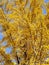 Korea Nature Autumn Trees Landscape Outdoor Ginkgo Tree Golden Yellow Leaves Plants Flower Meadow Field