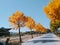 Korea street view lots of ginkgo tree in autumn yellow