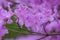 Korean Azalea Rhododendron yedoense var. poukhanense lavender flowers
