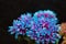 Korean chrysanthemum with pink-blue petals on a black background. Small depth of field