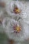 Korean clematis. Close up image of seedhead.